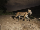 A Bobcat Crosses a Rio Grande Border Wall to Catch a Rat