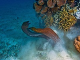 Moray Eels Battle for a Hiding Spot in Challenger Bay