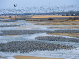 Half a Million Sandhill Cranes Roosting on the Platte River