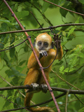 A Baby White-Headed Langur, Trachypithecus Leucocephalus, in a Tree