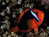 Buy A Tomato Clownfish Floats Among Anemone Tentacles Colored By Algae at AllPosters.com