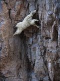 A Mountain Goat Descends a Sheer Rock Wall to Lick Exposed Salt
