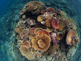 Hard Corals Vie for Space and Energy-Giving Sunlight Off Cairns