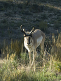 Prong-Horned Antelope (Antilocapra Americana), Bryce Canyon National Park, Utah, United States of A