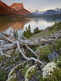 Dusty Star Mountain, St. Mary Lake, and Wildflowers at Dawn, Glacier National Park, Montana, United