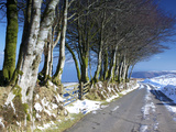 Beech Trees in Snow Above Porlock, Exmoor National Park, Somerset, England, United Kingdom, Europe