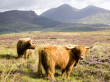 Pair of Highland Cows Grazing Among Heather Near Drinan, on Road to Elgol, Isle of Skye, Highlands,