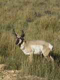 Prong-Horned Antelope (Antilocapra Americana), Bryce Canyon National Park, Utah, United States of A