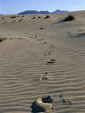 Footprints Through Sand Dunes, Near Corralejo, Fuerteventura, Canary Islands, Spain, Europe