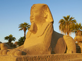 Buy Sphinx Path, Temple of Luxor, Thebes, UNESCO World Heritage Site, Egypt, North Africa, Africa at AllPosters.com