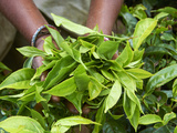 Tea, Tea Plantations, Munnar, Kerala, India