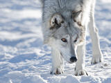 Alaskan Tundra Wolf (Canis Lupus Tundrarum) in Winter, Grizzly and Wolf Discovery Center, West Yell