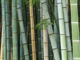 Bamboo Forest, Kyoto, Japan