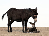 Wild Burro (Donkey) (Equus Asinus) (Equus Africanus Asinus) Jenny Biting its Foal's Ear, Custer Sta
