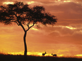 Gazelle Grazing Under Acacia Tree at Sunset, Maasai Mara, Kenya