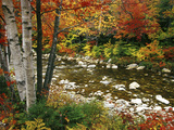 Swift River with Aspen and Maple Trees in the White Mountains, New Hampshire, USA