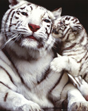 White Tigers