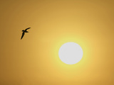 Silhouette of Flying Ring-Billed Gull at Sunrise, Merritt Island National Wildlife Refuge
