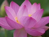 Perry's Water Garden, Lotus Blossom, Franklin, North Carolina, USA