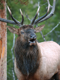 Bull Elk Bugling, Yellowstone National Park, Wyoming, Usa