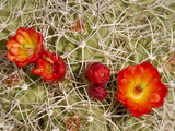 Claret Cup or Mojave Mound Cactus in Bloom, Mojave National Preserve, California, Usa