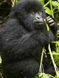 Mountain Gorilla of the Umubano Group at Volcanoes Np in the Virungas Feeds on Wild Celery, Rwanda