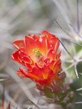 Flowering Claret Cup Cactus, Joshua Tree National Park, California, Usa