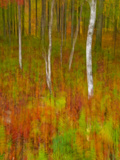 Abstract of Autumn Forest Scene, New York, Usa