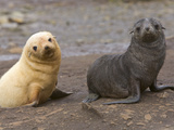 Southern Fur Seal Pups-One Blonde,One Brown-Look at the Camera