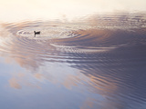 Northern Pintail Duck in Glacial Kettle Pond with Cloud Reflections.