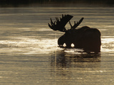 A Bull Moose Feeds on Underwater Vegetation in a Glacial Kettle Lake