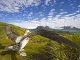 Wandering Albatross with Spread Wings Preparing to Take Flight
