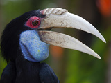 Bali, Ubud, a Wreathed Hornbill in Bali Bird Park