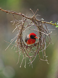 A Red-Headed Weaver Building its Nest