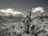 USA, Nevada, Las Vegas Area, Mt. Charleston, Mountain Landscape