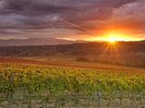 Italy, Umbria, Perugia District, Autumnal Vineyards Near Montefalco
