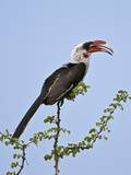 A Von Der Decken's Hornbill