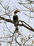 A Giant Hornbill in the Tropical Rainforests of India and Asia, One of the Largest and Most Distinc