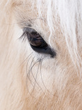 Close-Up of a Horse’S Eye, Lapland, Finland Photographic Print