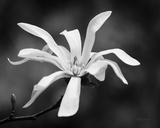 Magnolia Dreams I