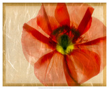 Papaver Dreams IV