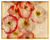 Papaver Dreams III