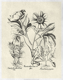 Crackled B&W Besler Peony IV