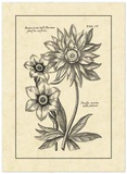Vintage Besler I