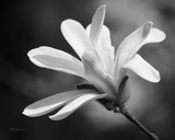 Magnolia Dreams II