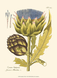 Artichoke, Pl. 462