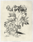 Crackled B&W Besler Peony III