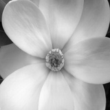 Magnolia IV