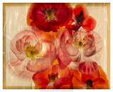 Papaver Dreams I