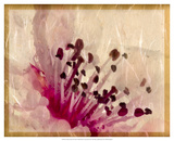 Cherry Dance II